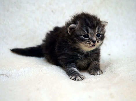 Pep am 29. März 2025